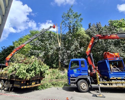 Tree Pruning