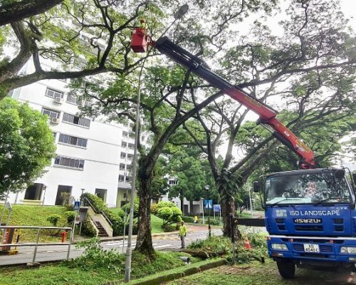 Tree Pruning