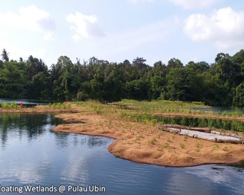 Wetland floater @ Pulau Ubin