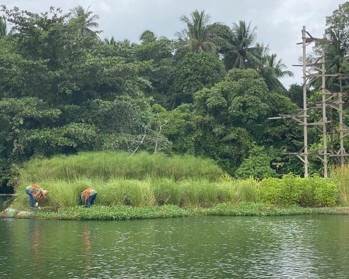 Wetland floater @ Pulau Ubin