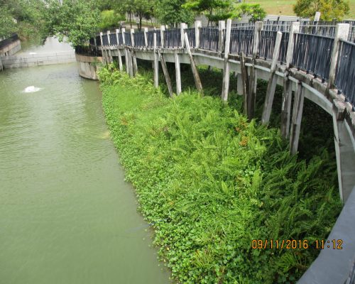 Wetland floater @ Punggol