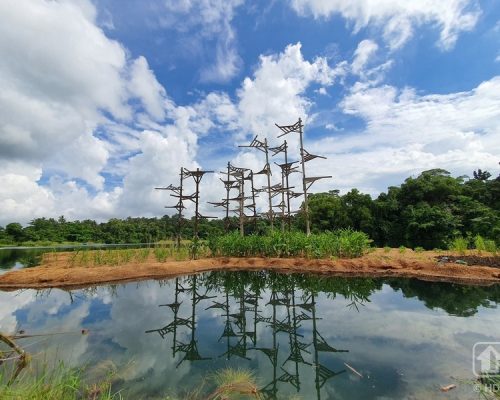 Wetland floater @ Pulau Ubin